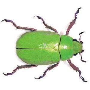 CHRYSINA BEYERI